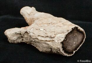 Petrified Juniper Limb/Root - McDermitt, Oregon #2743