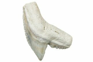 Fossil Tiger Shark (Galeocerdo) Tooth - Bone Valley, Florida #299581