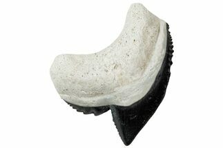Fossil Tiger Shark (Galeocerdo) Tooth - Bone Valley, Florida #299587