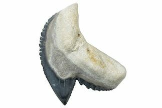 Fossil Tiger Shark (Galeocerdo) Tooth - Bone Valley, Florida #299589