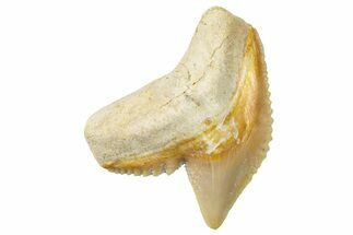 Fossil Tiger Shark (Galeocerdo) Tooth - Bone Valley, Florida #299592