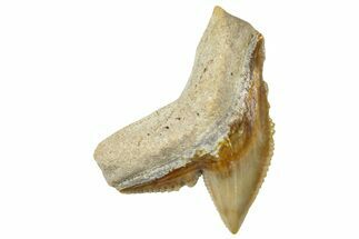 Fossil Tiger Shark (Galeocerdo) Tooth - Bone Valley, Florida #299595