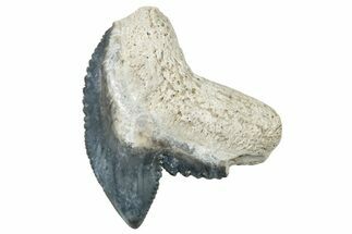 Fossil Tiger Shark (Galeocerdo) Tooth - Bone Valley, Florida #299617