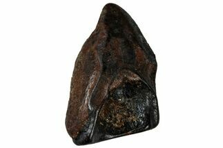 Fossil Ceratopsian Dinosaur Tooth - Judith River Formation #299695