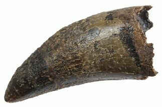 Fossil Tyrannosaurus (Trex) Tooth - Wyoming #299750