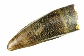 Cretaceous Fossil Crocodilian Tooth - Wyoming #299791