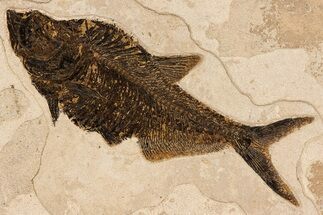 Beautiful Fossil Fish (Diplomystus) - Wall Mount #299815