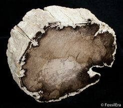 Petrified Wood End - Juniper - McDermitt, Oregon #2745