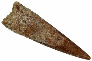 Fossil Pterosaur (Siroccopteryx) Tooth - Morocco #299803