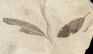 Zelkova (Keaki Tree Leaf) & Unidentified Leaf - Green River Formation #16506