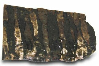 Proterozoic Stromatolite (Collenia) Slab - Minnesota #299965