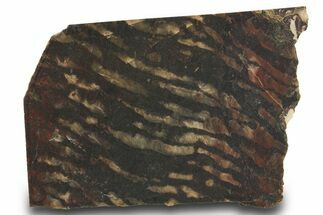 Proterozoic Stromatolite (Collenia) Slab - Minnesota #299971