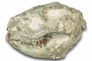 Bargain, Fossil Oreodont (Merycoidodon) Skull - South Dakota #300005