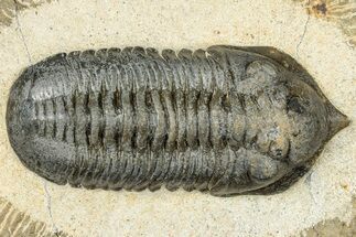 Morocconites Trilobite Fossil - Pathological Rostrum #300028