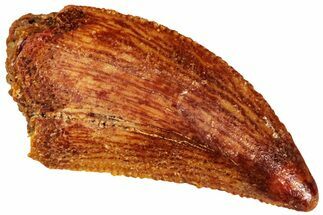 Serrated, Raptor Tooth - Real Dinosaur Tooth #295814