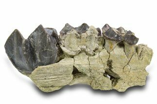 Fossil Titanothere (Megacerops) Partial Maxilla - South Dakota #300017