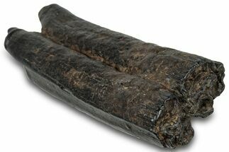 Pleistocene Aged Fossil Horse Tooth - South Carolina #300036