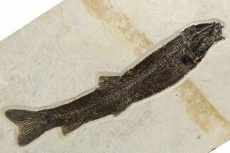 Uncommon Fossil Fish (Notogoneus) - Wyoming #300275