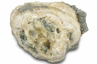 Fossil Clam (Mercenaria) w/ Fluorescent Calcite - Rucks' Pit, FL #300336