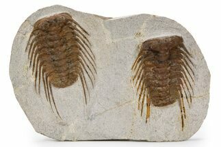 Two Spiny Selenopeltis Trilobites - Erfoud, Morocco #300377