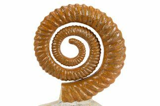 Early Devonian Ammonite (Anetoceras) - Tazarine, Morocco #300406