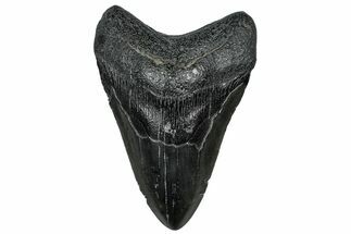 Fossil Megalodon Tooth - South Carolina #300219