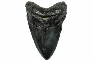 Fossil Megalodon Tooth - South Carolina #300222