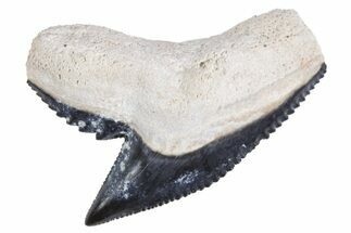 Fossil Tiger Shark (Galeocerdo) Tooth - Bone Valley, Florida #299486