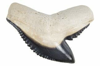 Fossil Tiger Shark (Galeocerdo) Tooth - Bone Valley, Florida #299489