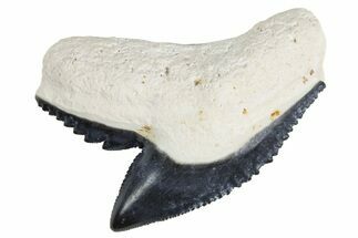 Fossil Tiger Shark (Galeocerdo) Tooth - Bone Valley, Florida #299492