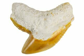 Fossil Tiger Shark (Galeocerdo) Tooth - Bone Valley, Florida #299496