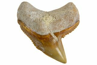 Fossil Tiger Shark (Galeocerdo) Tooth - Bone Valley, Florida #299499