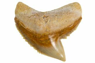Fossil Tiger Shark (Galeocerdo) Tooth - Bone Valley, Florida #299502