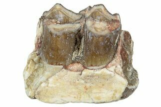 Fossil Oreodont (Merycoidodon) Jaw Section - South Dakota #300311