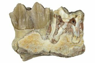 Fossil Oreodont (Merycoidodon) Jaw Section - South Dakota #300342