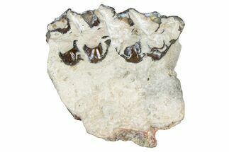 Fossil Oreodont (Merycoidodon) Jaw Section - South Dakota #300345