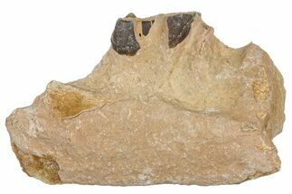 Fossil Running Rhino (Hyracodon) Jaw Section - South Dakota #300411