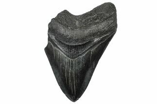 Partial, Fossil Megalodon Tooth - Serrated Edge #300147