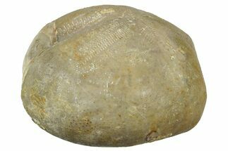Cretaceous Echinoid (Heteraster) Fossil - Texas #300621