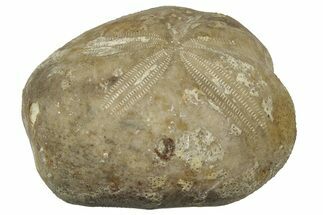 Cretaceous Echinoid (Heteraster) Fossil - France #300622