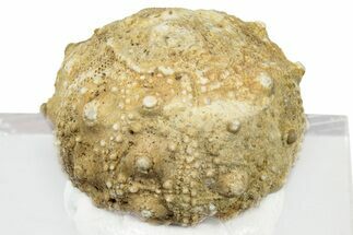 Cretaceous Sea Urchin (Salenia) Fossil - Texas #300632