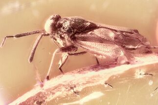 Fossil Minute Pirate Bug (Anthocoridae) In Baltic Amber #300666