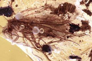 Detailed Fossil Caddisfly (Trichoptera) In Baltic Amber #300689