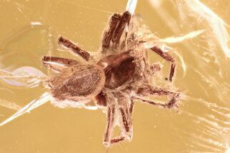 Detailed Fossil Spider and Winged Scale Insect in Baltic Amber #300690