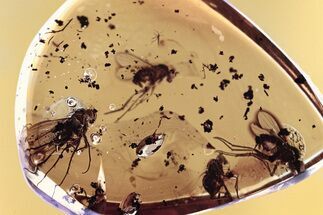 Detailed Fossil Long-Legged Flies (Dolichopodidae) In Baltic Amber #300713