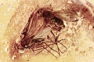 Detailed Fossil Flies (Dolichopodidae) In Baltic Amber - Mate Guard! #300741