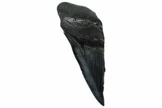 Partial Fossil Megalodon Tooth - South Carolina #300127