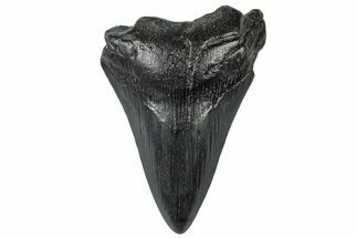 Bargain, Fossil Megalodon Tooth - South Carolina #300130