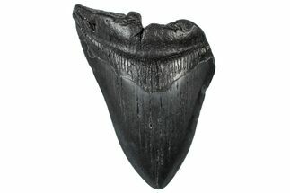 Partial, Fossil Megalodon Tooth - South Carolina #300135