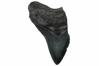 Partial, Fossil Megalodon Tooth - Serrated Edge #300142